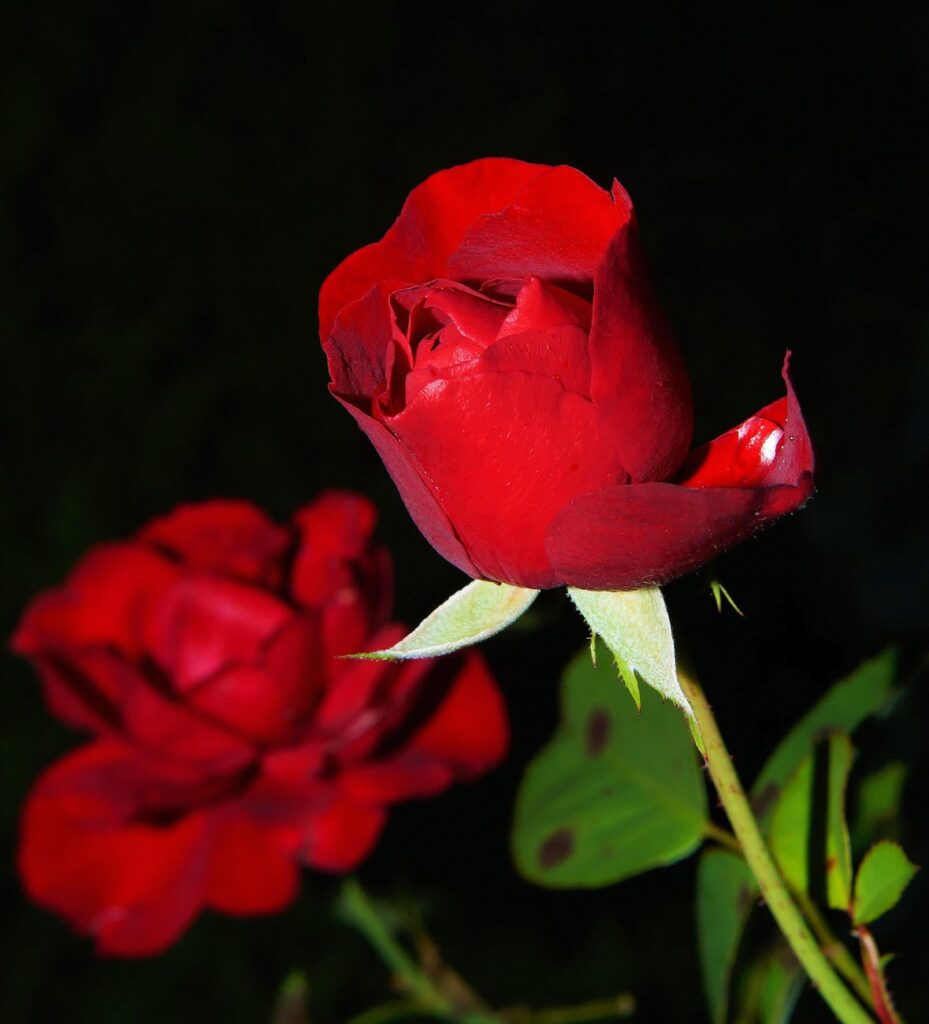 red rose