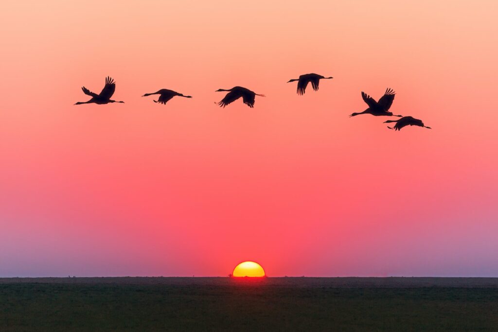 birds flying over body of water during golden hour